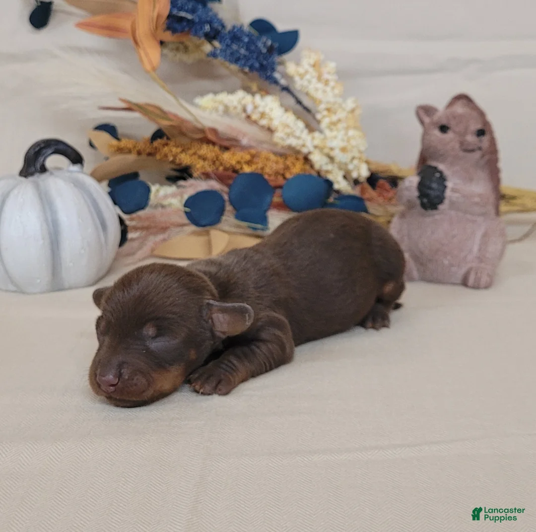 Miniature Dachshund dogs for sale: AKC Hank purebred Miniature Dachshund  - Ad 3