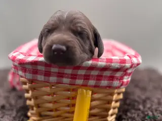 German Shorthaired Pointer dogs for sale: Daisy - Ad 3