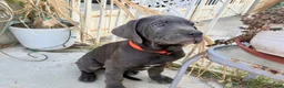 Cane Corso dogs for sale: ARES - Ad 4