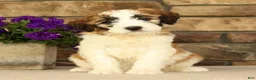 Saint Berdoodles dogs for sale: Mia - Ad 1