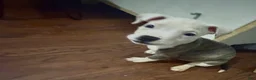 American Pit Bull Terrier dogs for sale: American Pit Bull Terrier 8 - Ad 2