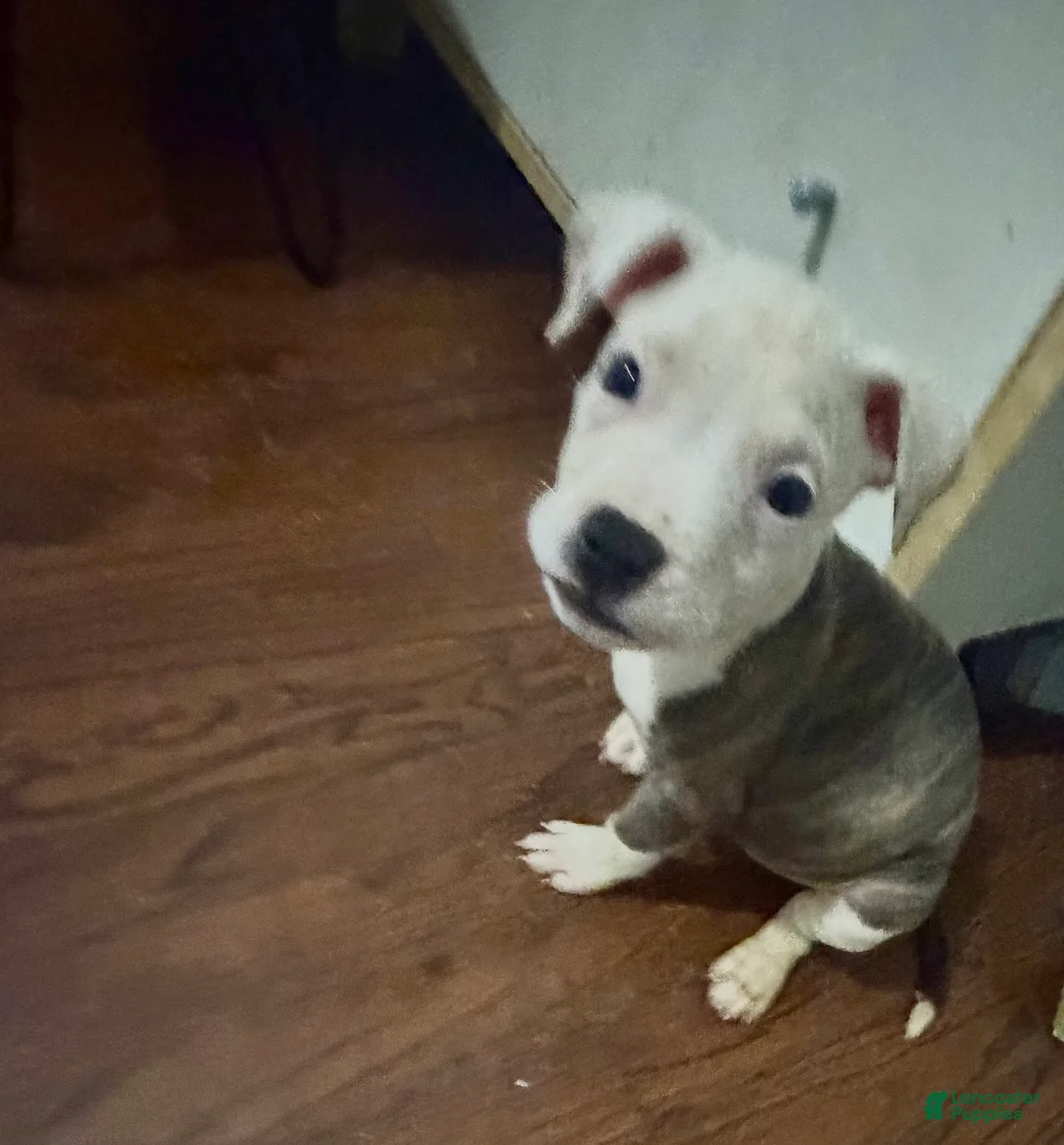 American Pit Bull Terrier dogs for sale: American Pit Bull Terrier 8 - Ad 2
