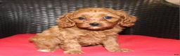Cavapoo dogs for sale: Sally - Ad 3
