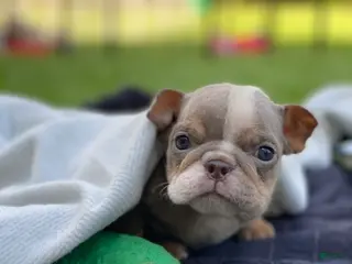 English Bulldog dogs SnowBall - SPECIAL NEEDS - Ad 20