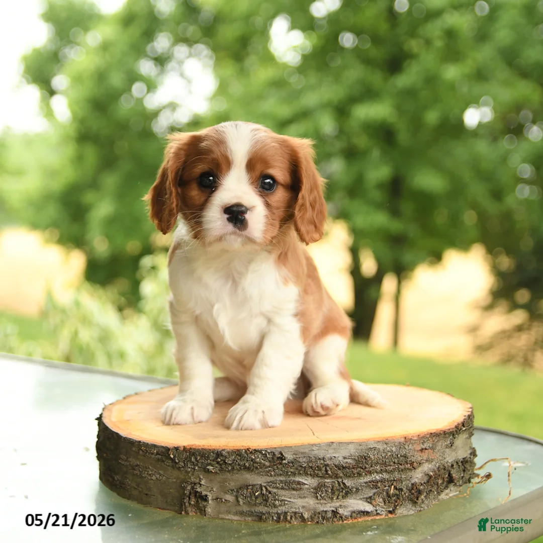 Cavalier King Charles Spaniel dogs for sale: Brock - Ad 1