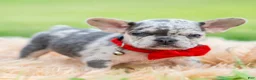 French Bulldog dogs for sale: Dumbo - Ad 4
