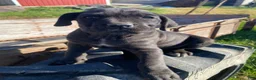 Cane Corso dogs for sale: Chloe - Ad 6