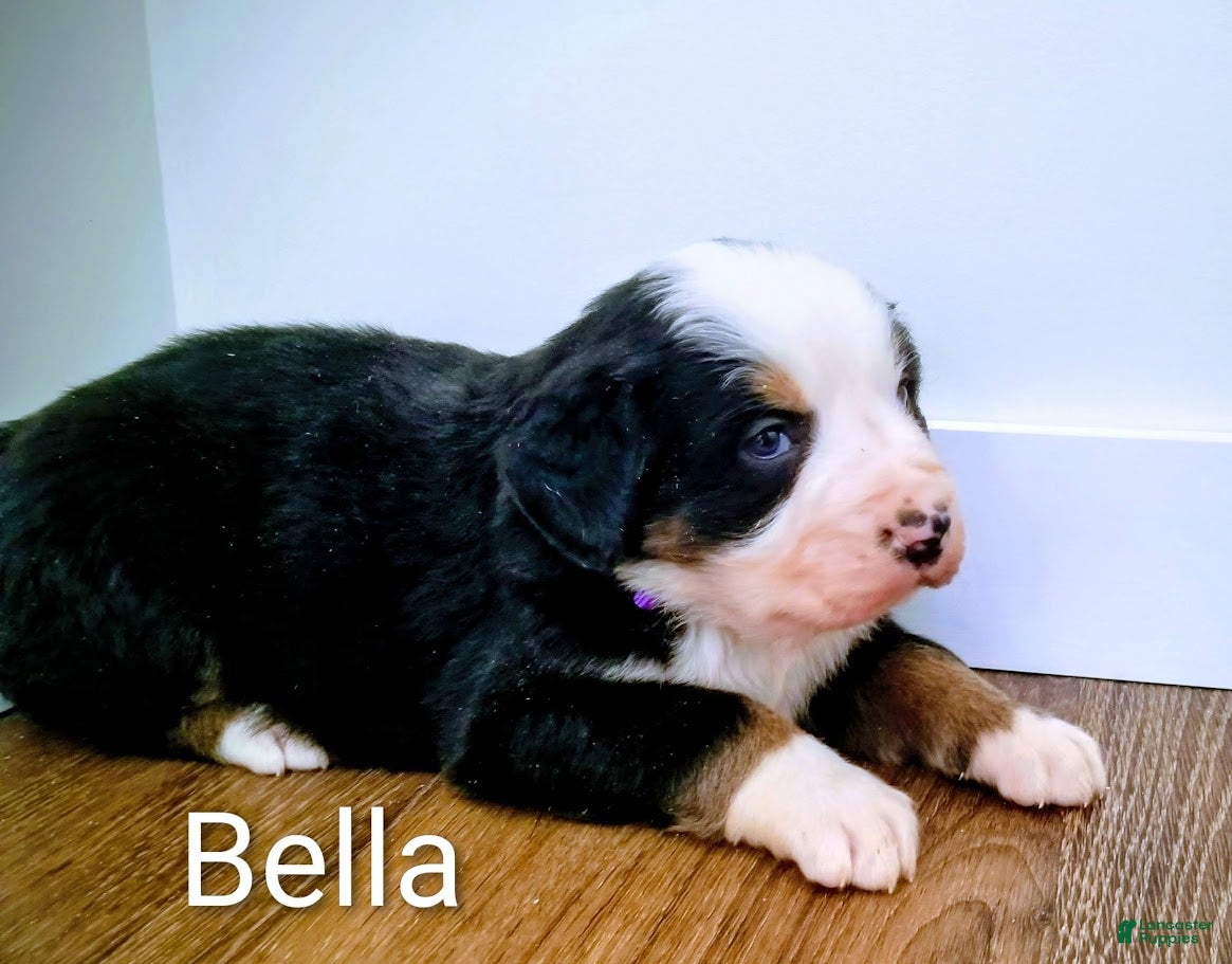 Bernese Mountain Dog dogs Bernese Mountain Dog Puppy 4 - Ad 5