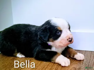 Bernese Mountain Dog dogs Bernese Mountain Dog Puppy 4 - Ad 5