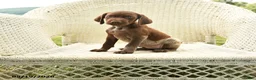German Shorthaired Pointer dogs for sale: Helen - Ad 1