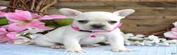 French Bulldog dogs for sale: Fargo - Ad 10