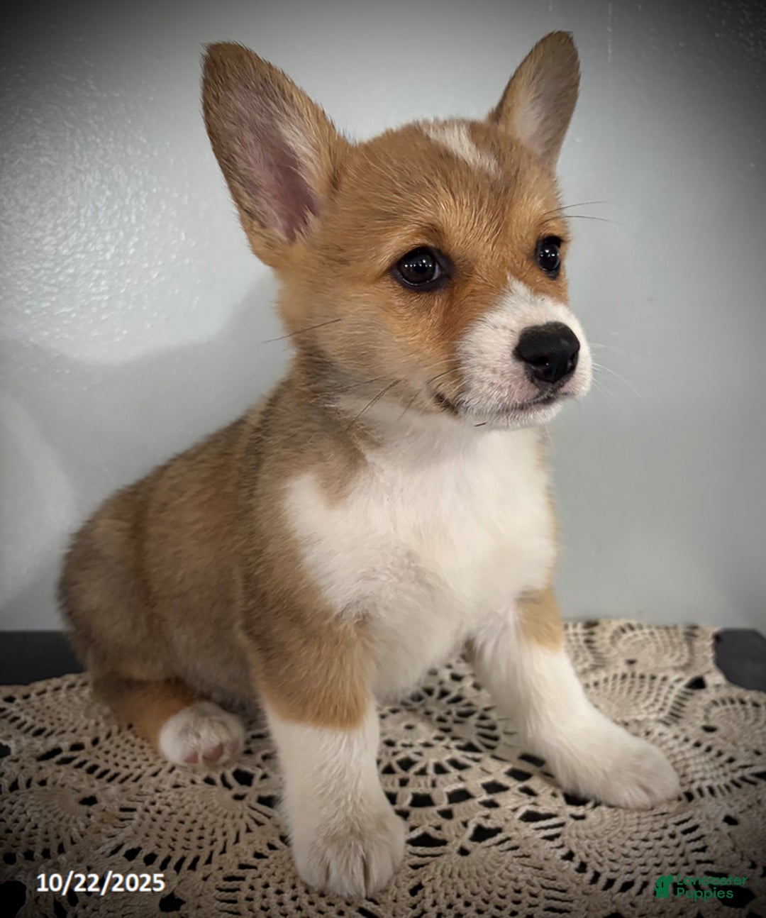 Welsh Corgi Pembroke dogs for sale: Paisley - Ad 4