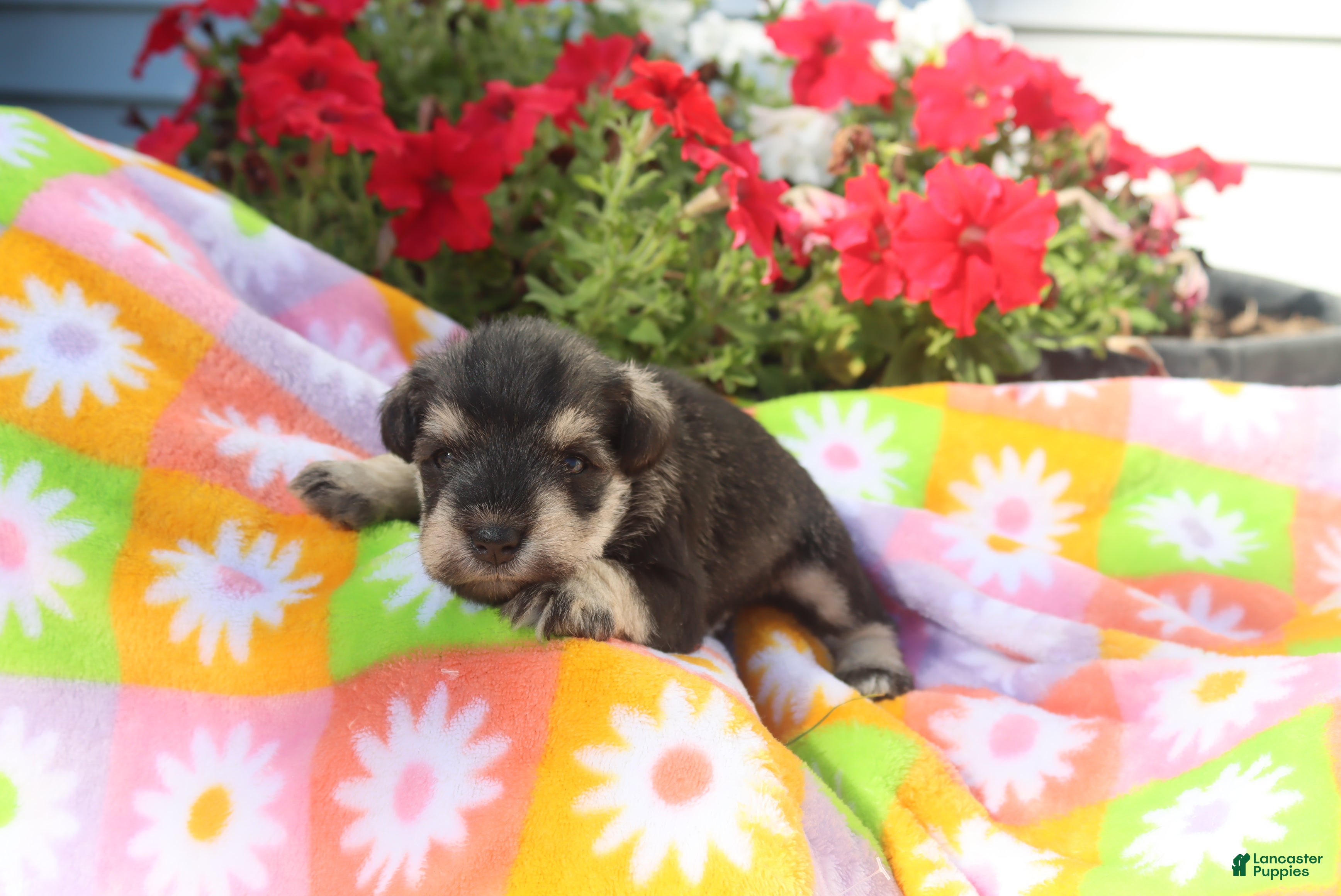 Miniature Schnauzer dogs Lilla - Ad 2