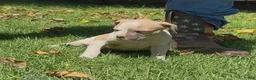 American Bulldog dogs for sale: Boy 2 - Ad 2