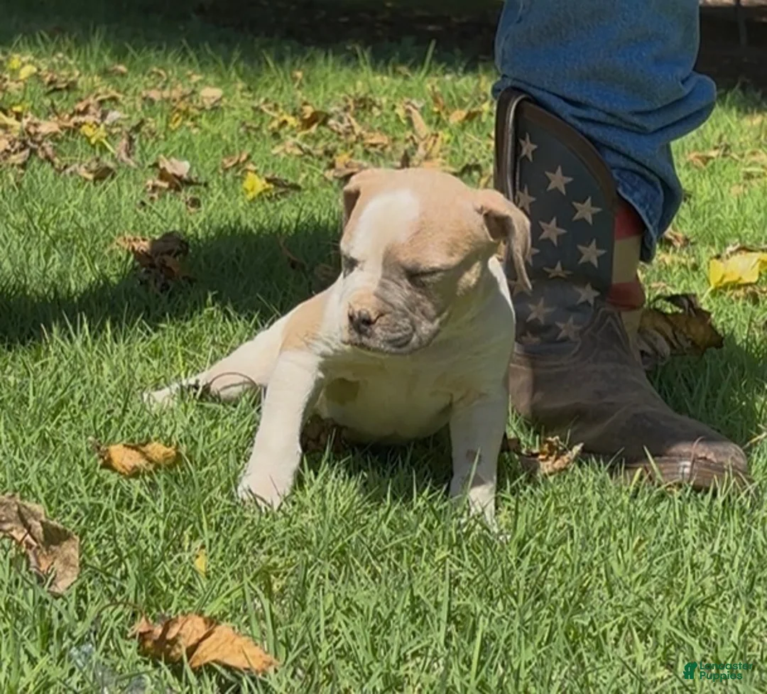 American Bulldog dogs for sale: Boy 2 - Ad 2