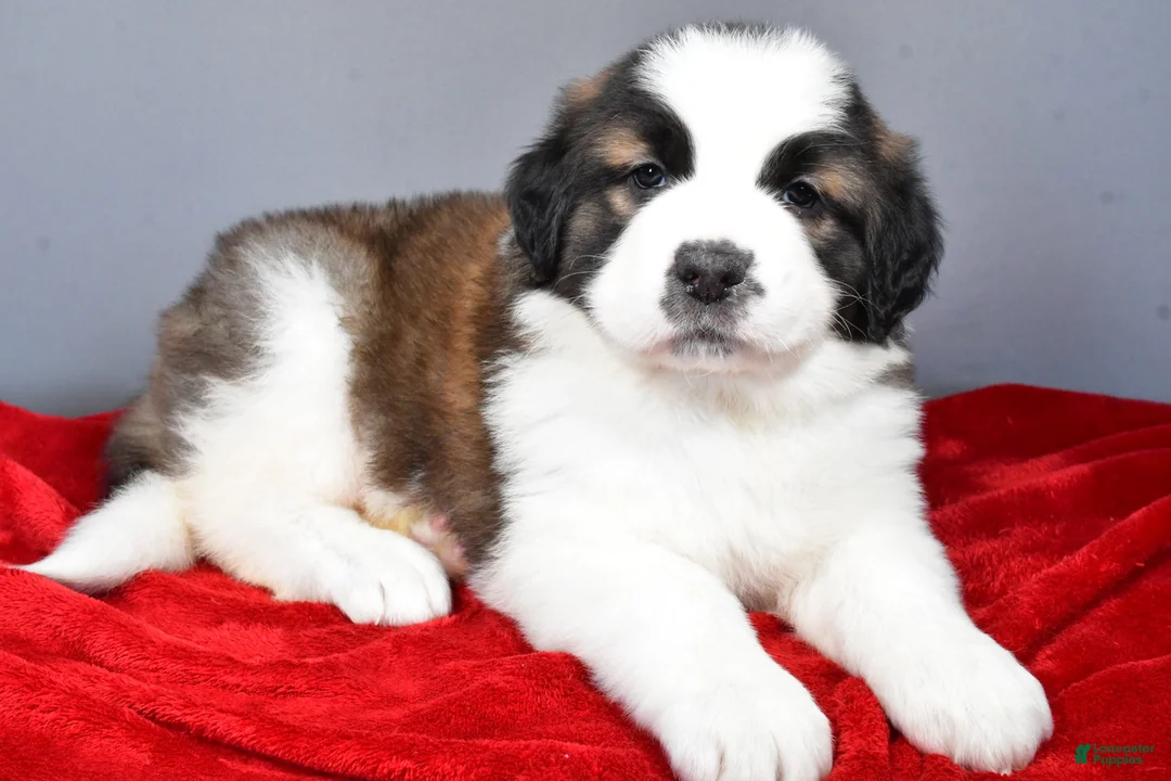 Saint Bernard dogs for sale: reese - Ad 6