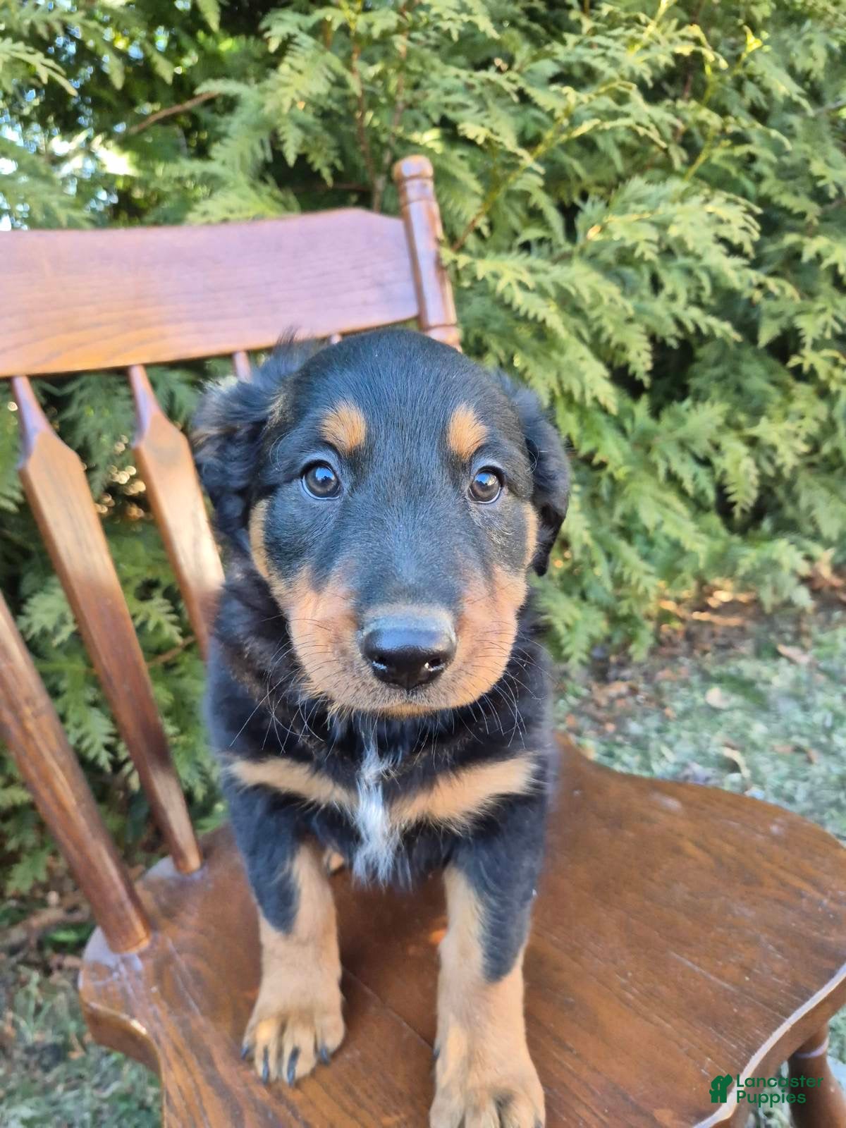 English Shepherd dogs English Shepherd Finn - Ad 1