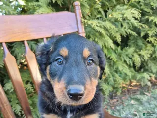 English Shepherd dogs English Shepherd Finn - Ad 1