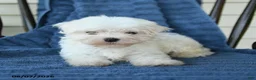 Maltese dogs for sale: Sharron - Ad 3
