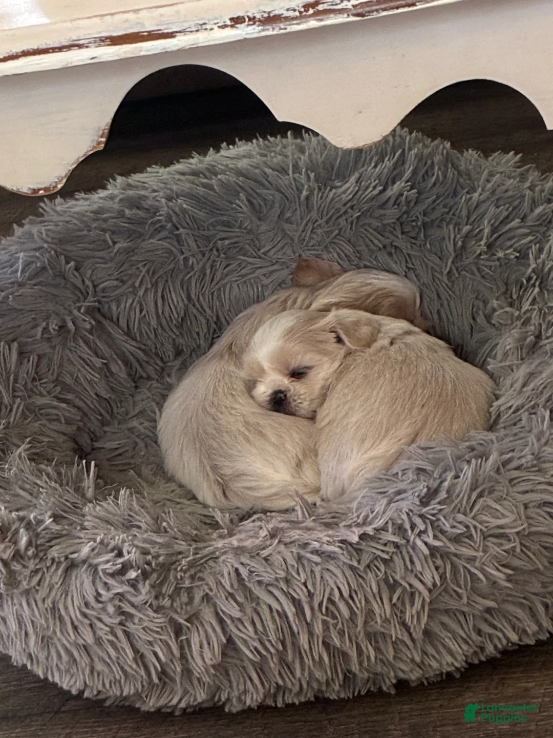 Shih Tzu dogs for sale: Shih Tzu 2 - Ad 2