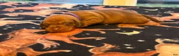 Dachshund dogs for sale: Jaz  - Ad 5