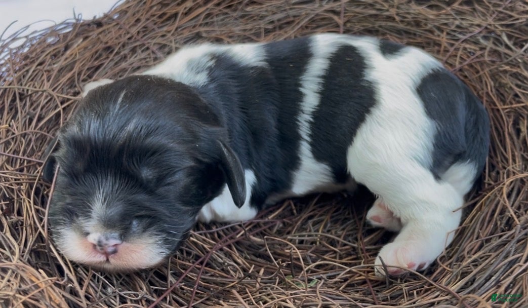 Mixed Breed dogs Zoë - Ad 20