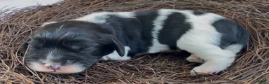 Zoë