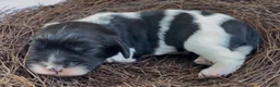Mixed Breed dogs for sale: Zoë - Ad 1