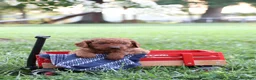 Mini Goldendoodle dogs for sale: Andy - Ad 3