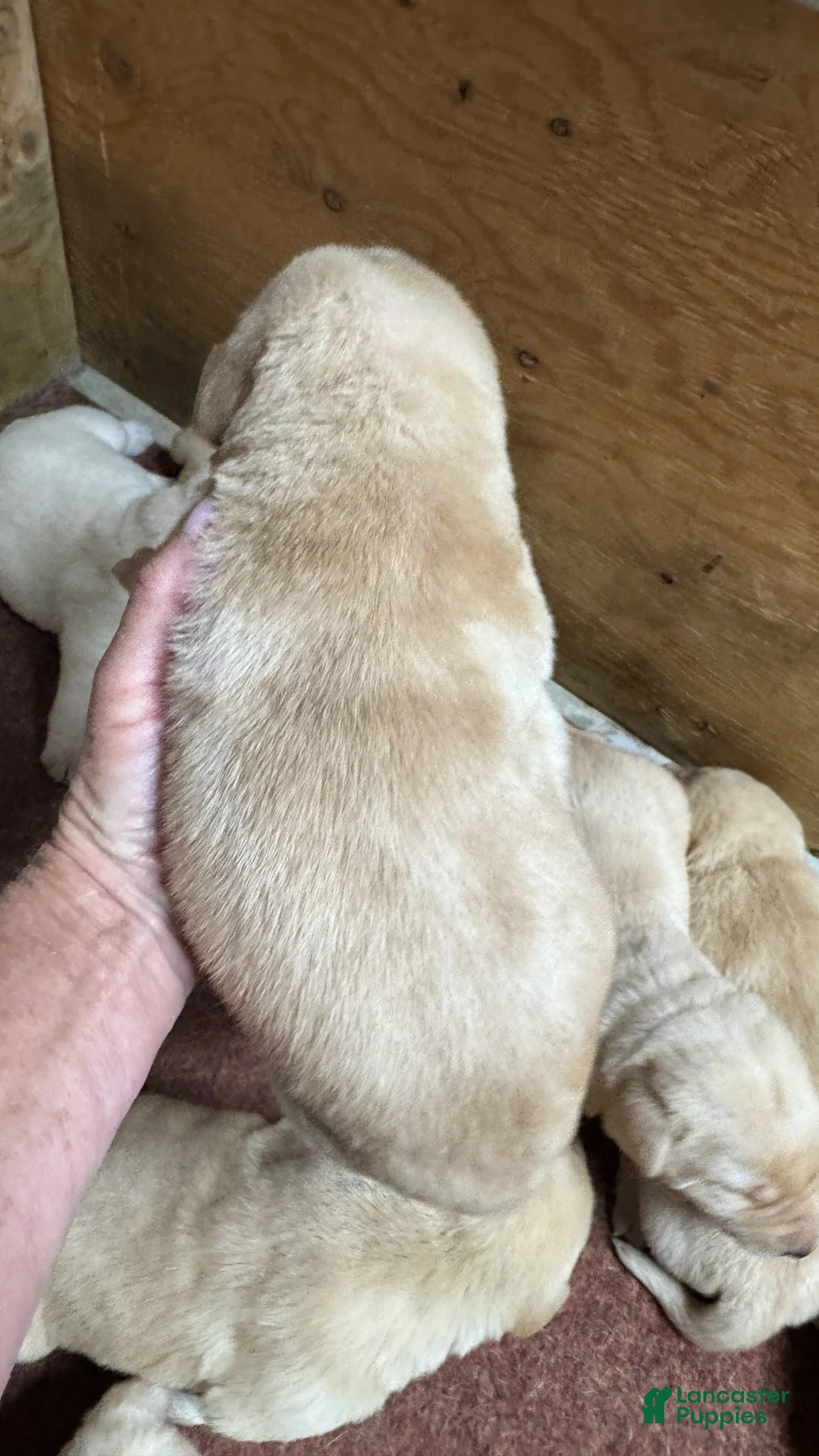 Labrador Retriever dogs for sale: Labrador Retriever 3 - Ad 2
