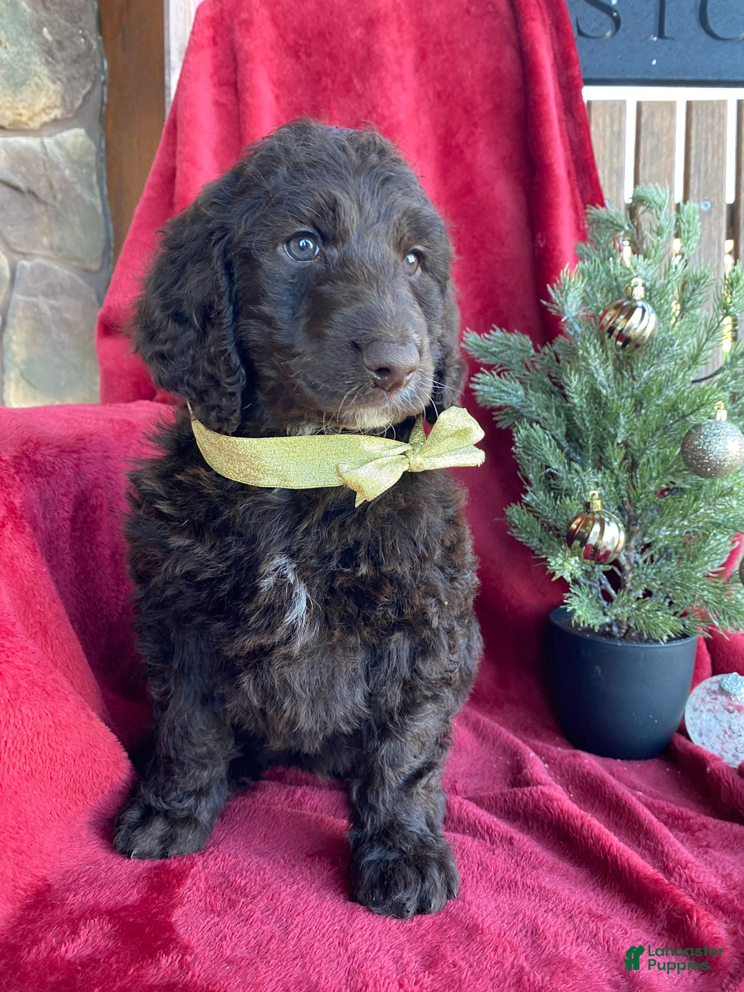 Labradoodle dogs for sale: Snowflake - Ad 34