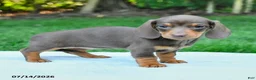 Miniature Dachshund dogs for sale: Daria - Ad 1