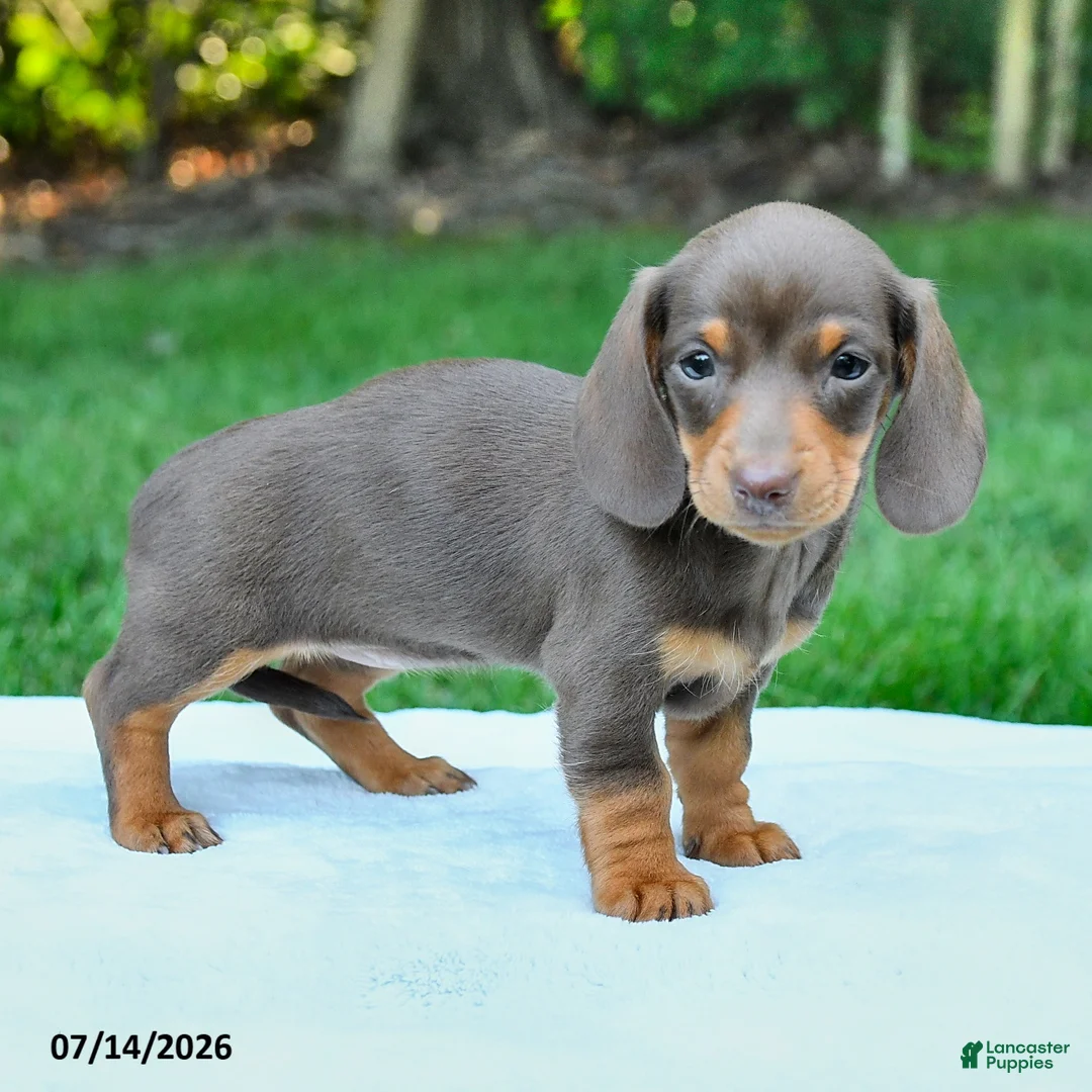 Miniature Dachshund dogs for sale: Daria - Ad 1