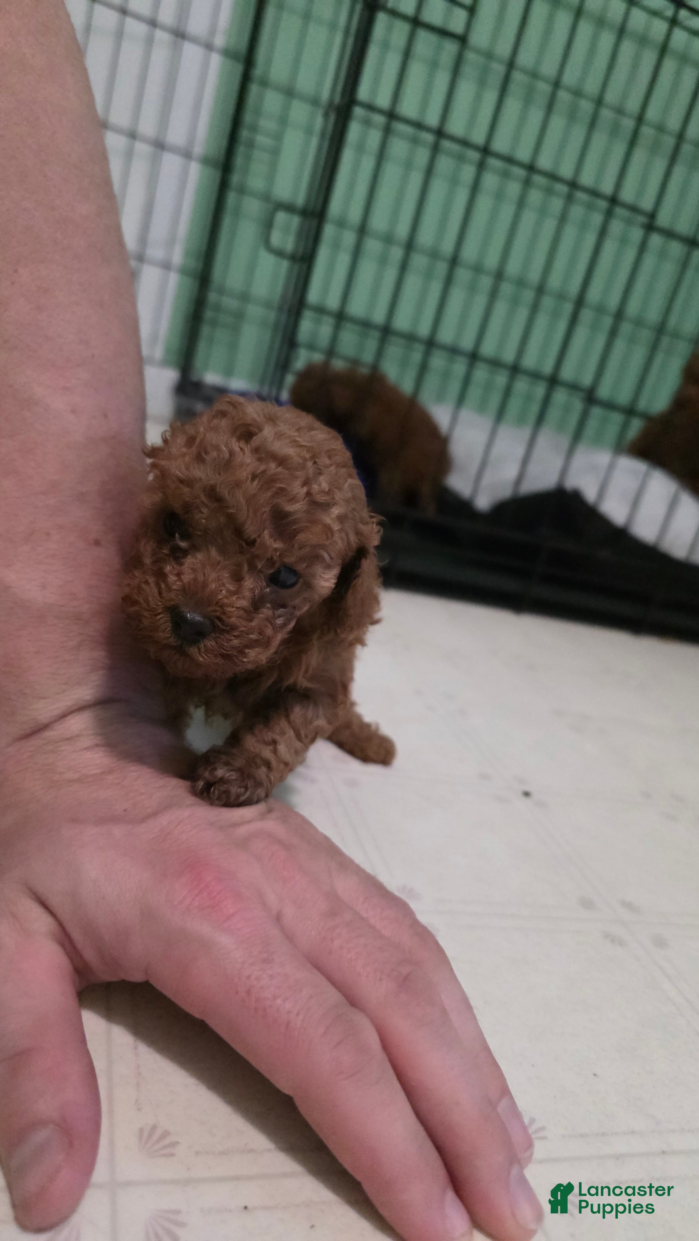Toy Poodle dogs Toy Poodle Puppy 3 - Ad 1