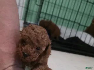 Toy Poodle dogs for sale: Toy Poodle Puppy 3 - Ad 1