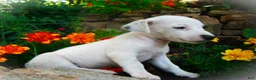 Jack Russell Terrier dogs for sale: Cammie - Ad 3