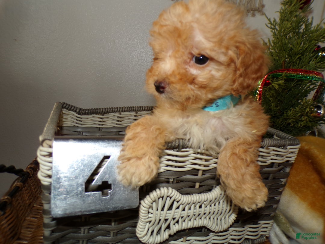 Toy Poodle dogs for sale: Toy Poodle Puppy 4 Dwana - Ad 2