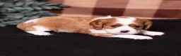 Cavalier King Charles Spaniel dogs for sale: Talon - Ad 4
