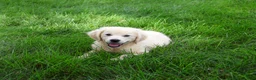 Golden Retriever dogs for sale: Tallulah - Ad 3