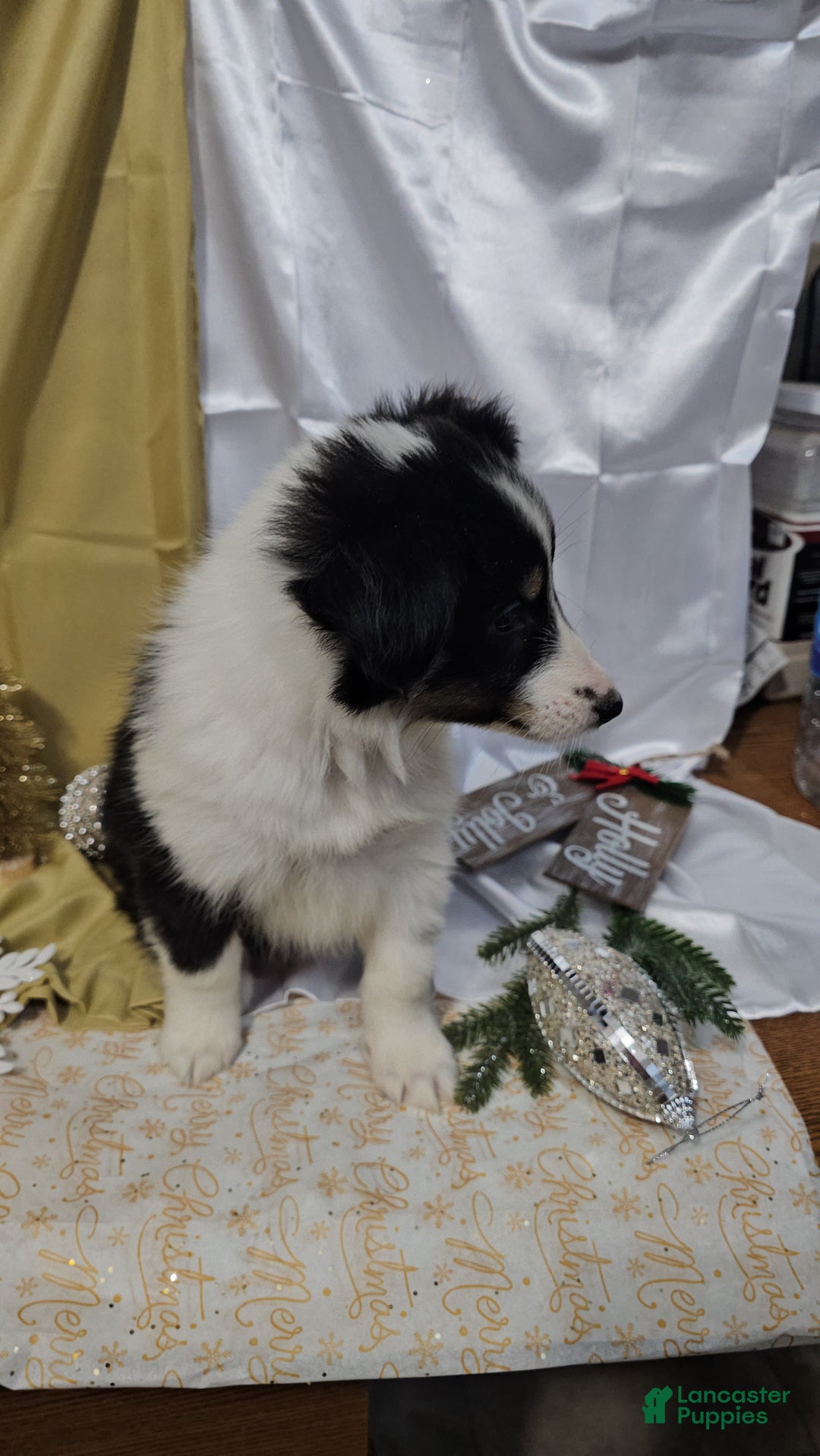 Shetland Sheepdog dogs for sale: Sugarplum - Ad 11