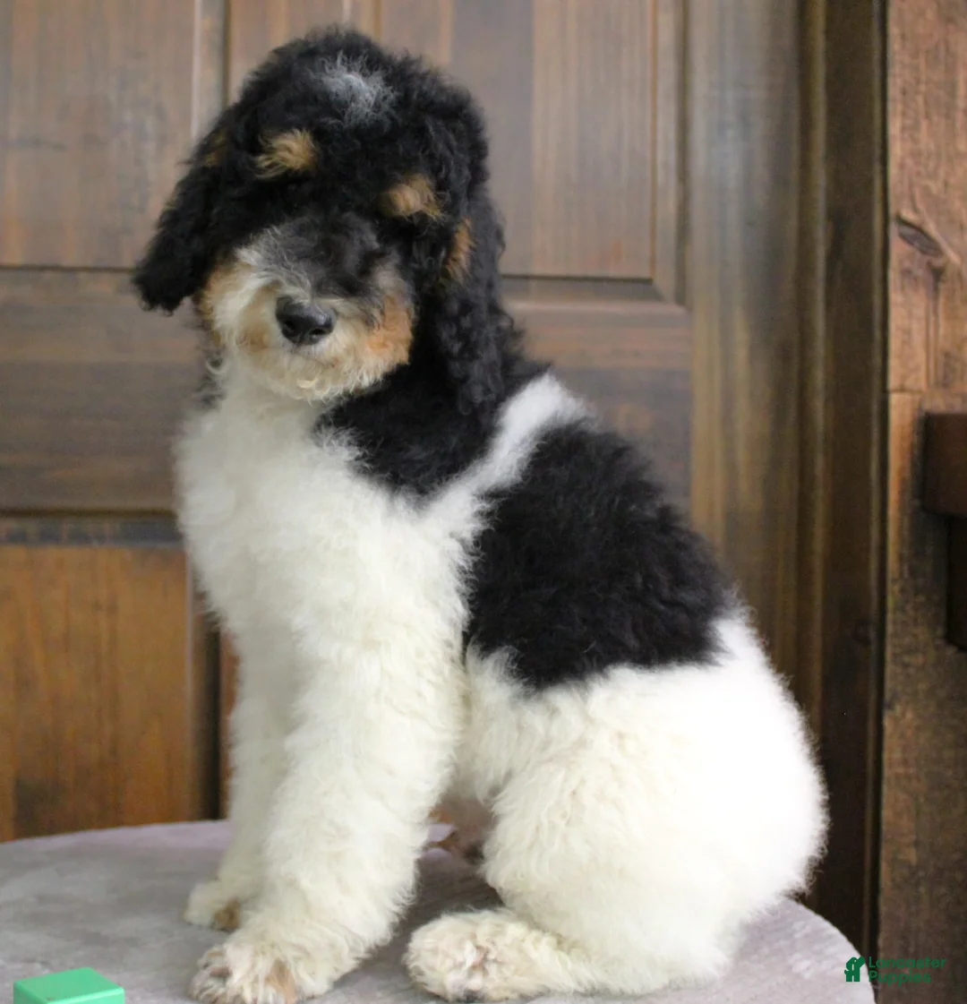 Gallery Image {{count}}