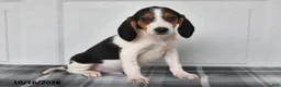 Beagle dogs for sale: Pepper - Ad 4