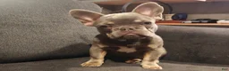 French Bulldog dogs for sale: Duke - Ad 2