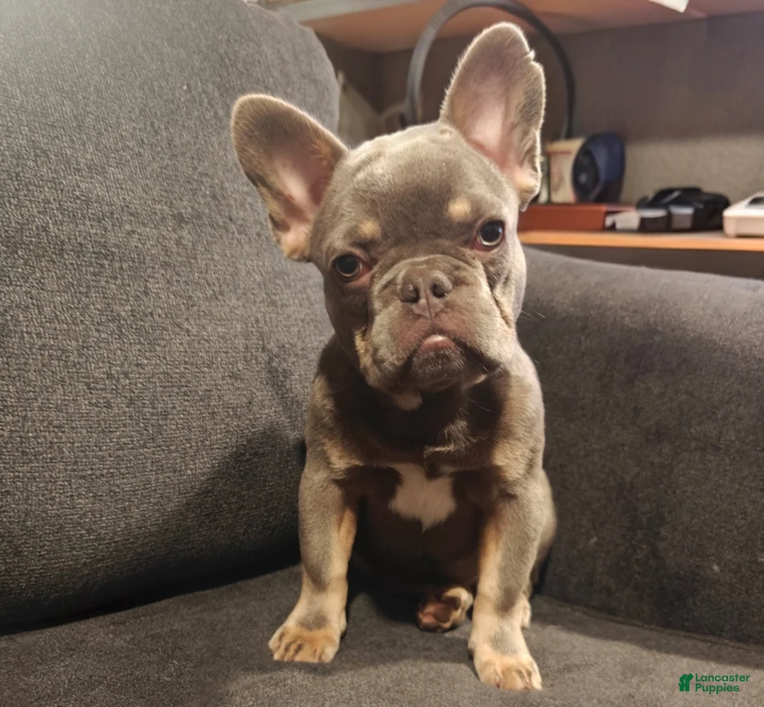French Bulldog dogs for sale: Duke - Ad 2
