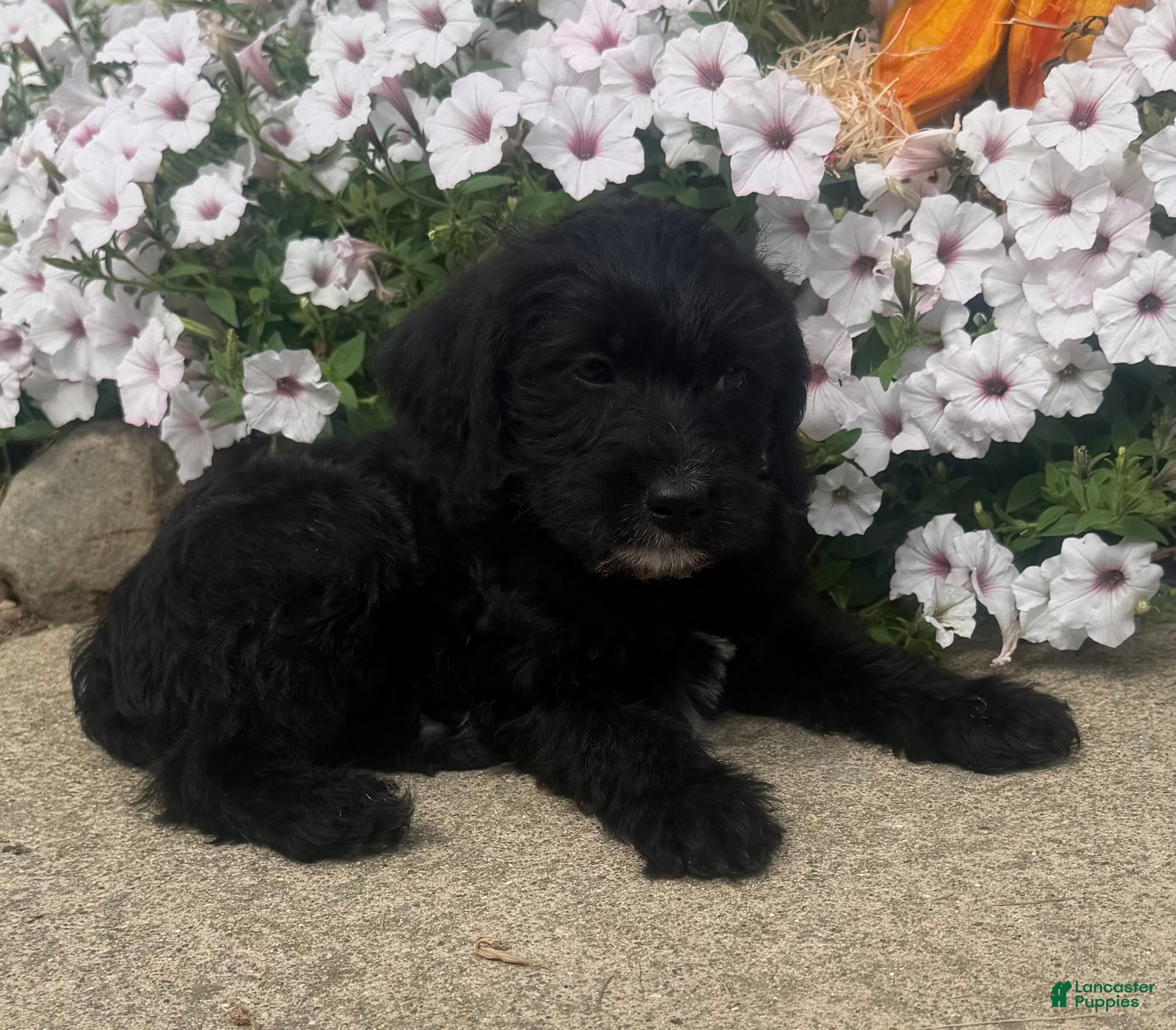 Mixed Breed dogs Sally - Ad 1
