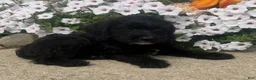 Mixed Breed dogs for sale: Sally - Ad 1
