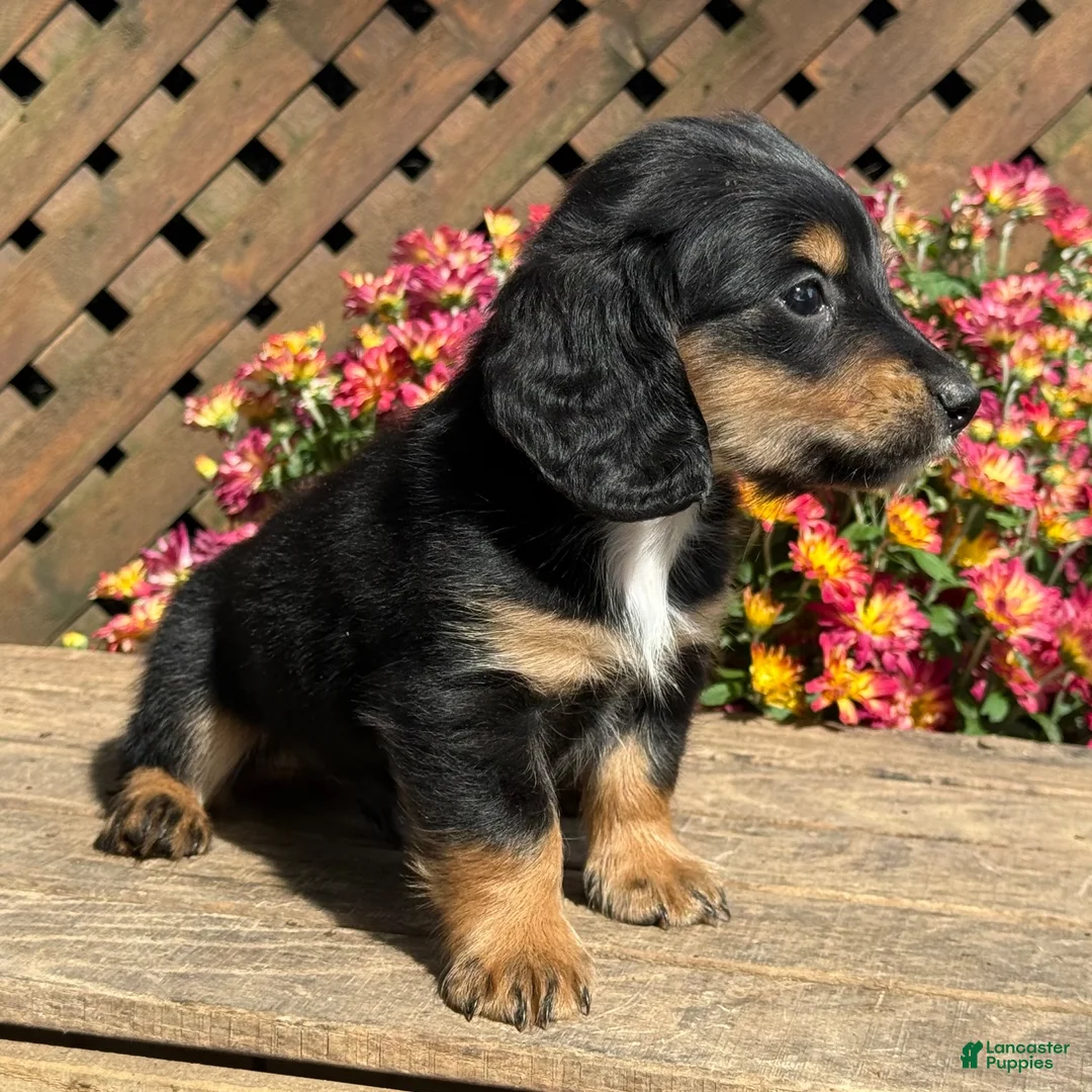 Miniature Dachshund dogs for sale: Snuggle - Ad 3
