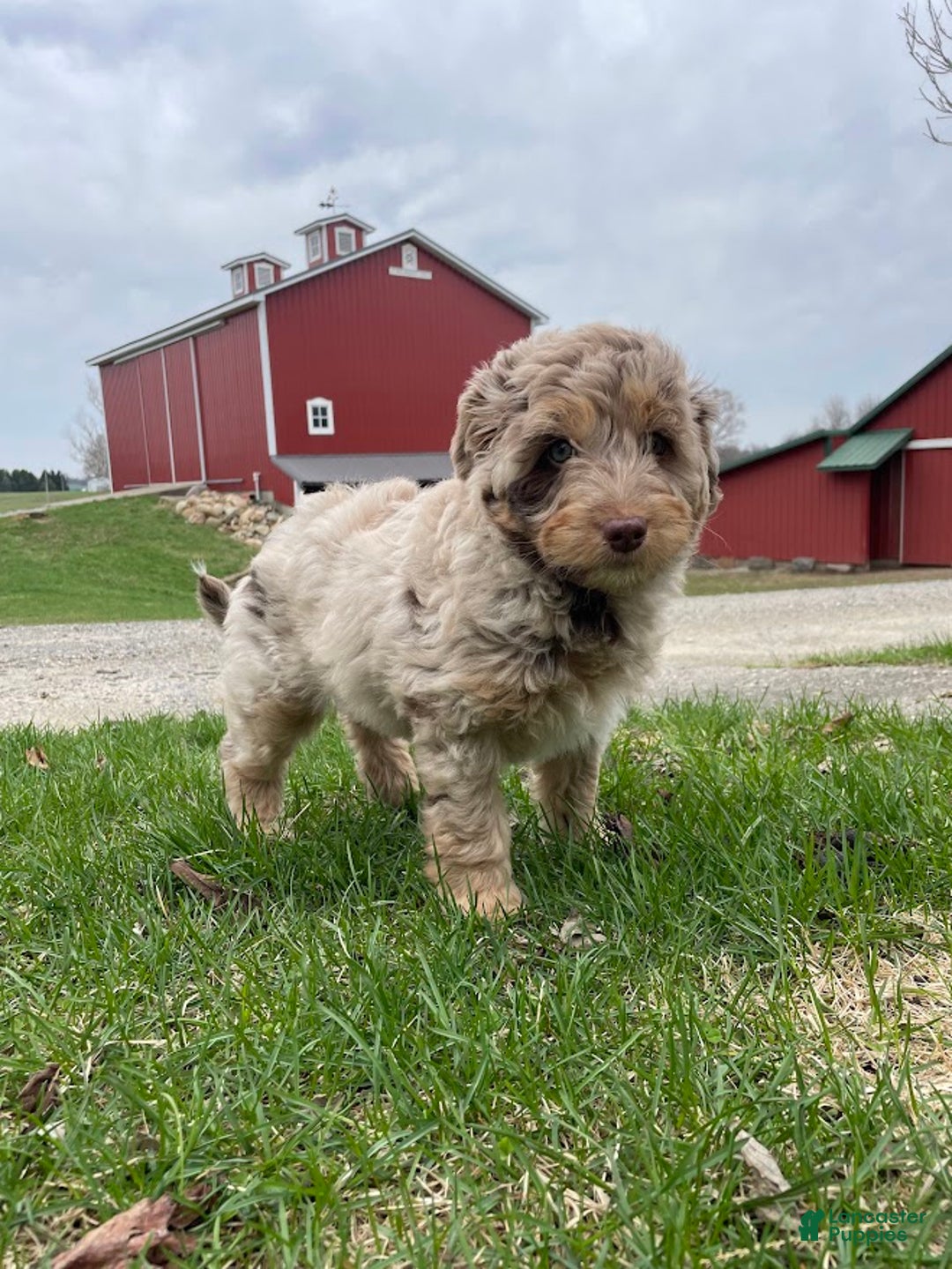 Gallery Image {{count}}