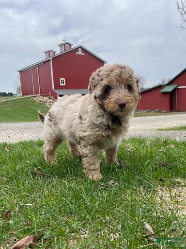 Gallery Image {{count}}