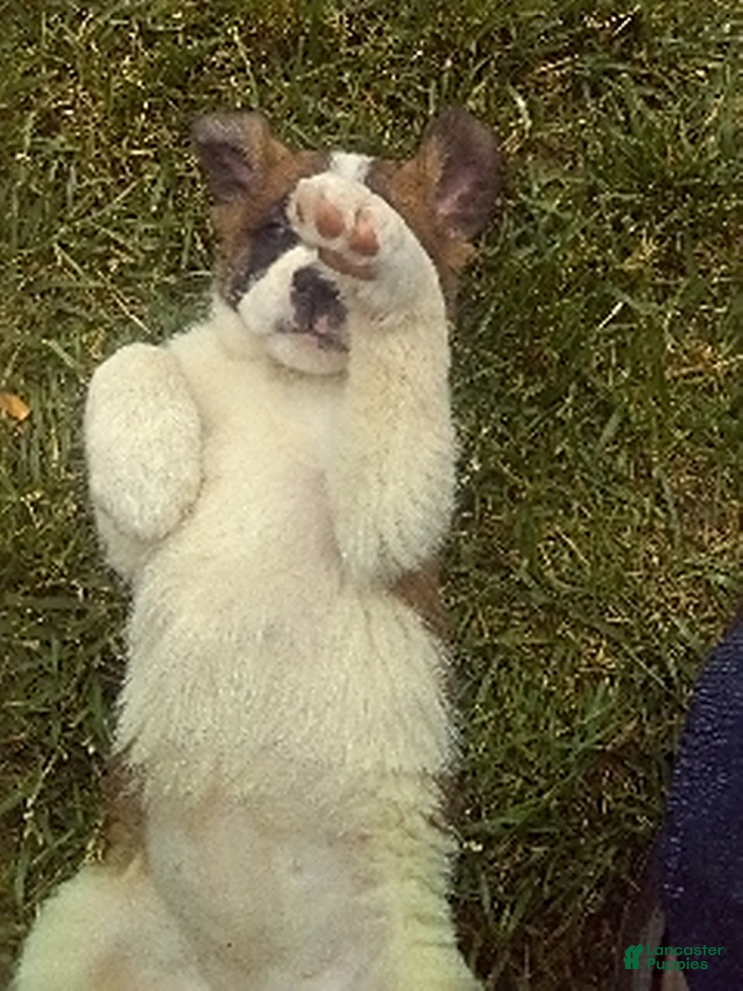 Gallery Image {{count}}